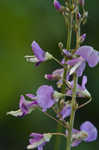 Nakedflower ticktrefoil